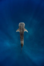 Load image into Gallery viewer, Hand made Whale sharks