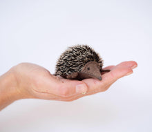 Load image into Gallery viewer, Echidna